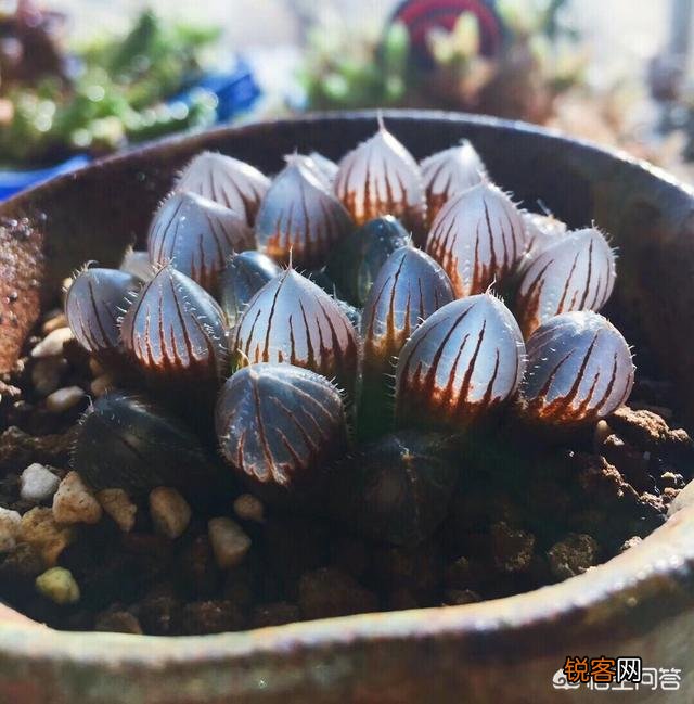 多肉好养活吗?多肉怕什么？