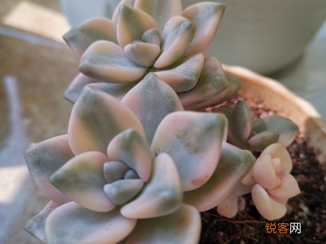 多肉好养吗？