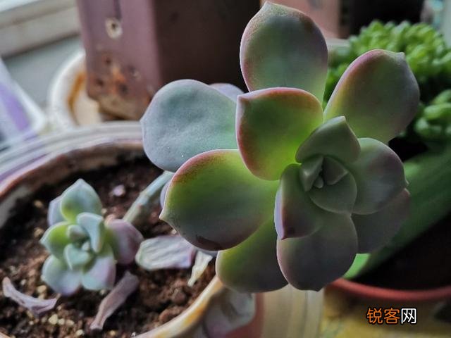 多肉好养吗？