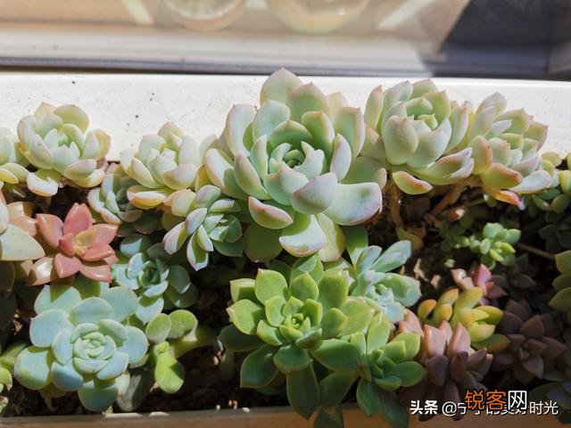 多肉好养吗？