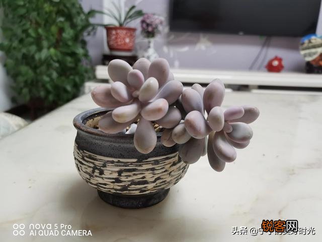 多肉好养吗？