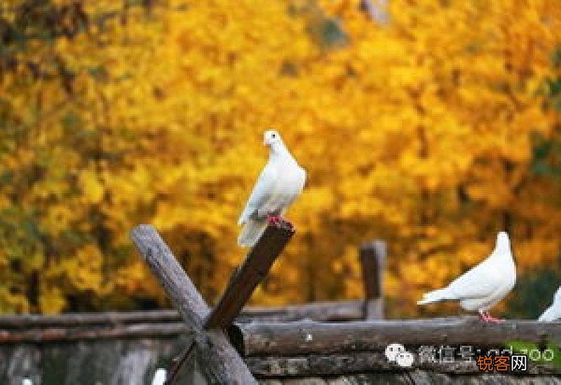 现在的银杏叶黄了吗