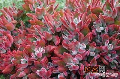 哪种多肉好养？