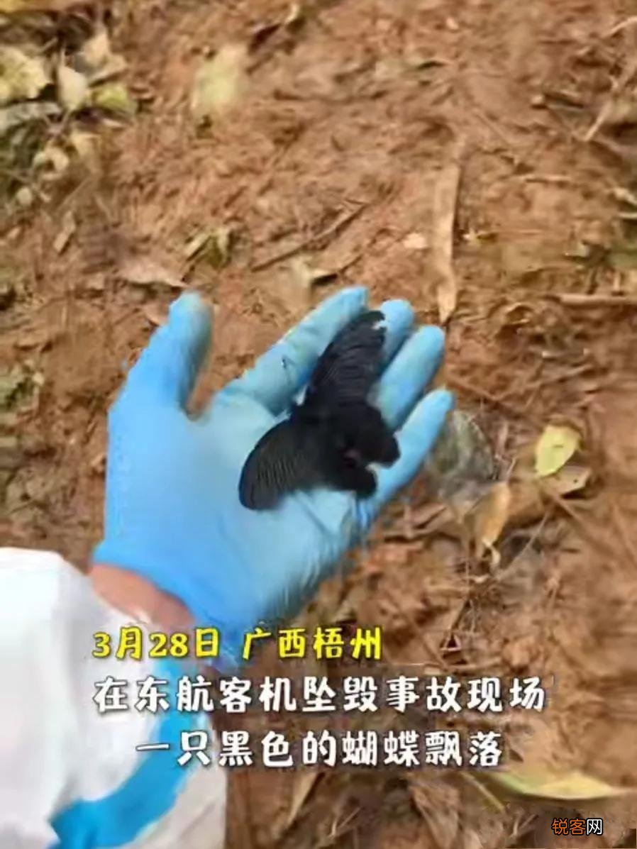 黑蝴蝶代表什么 东航坠机现场为什么会有黑蝴蝶