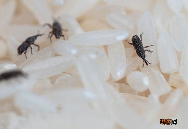 大米生虫子了怎么清除