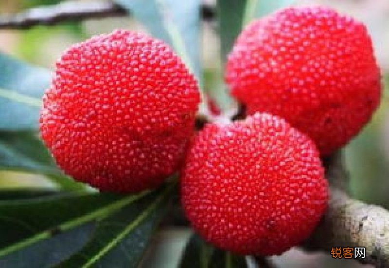 杨梅是凉性还是热性 杨梅是凉性的吗