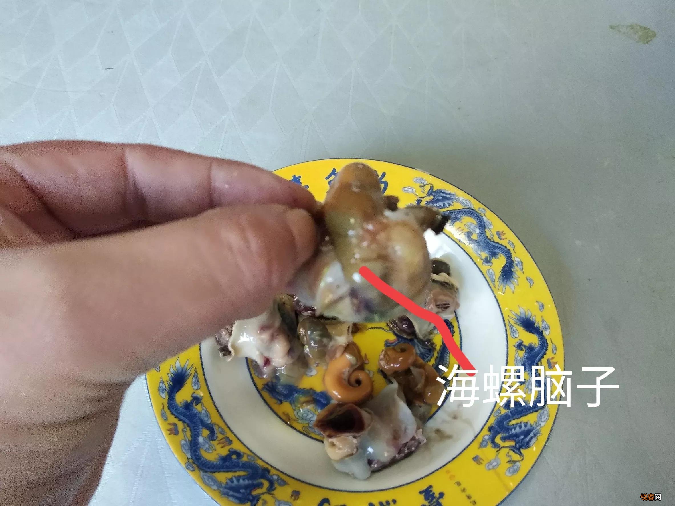 海螺哪些部位不能吃 要注意别吃了不该吃的