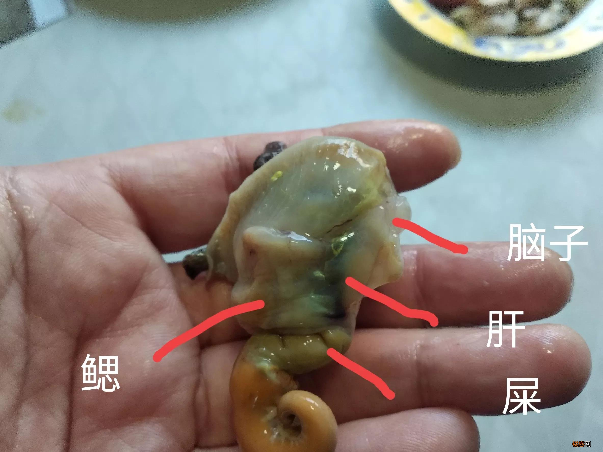 海螺哪些部位不能吃 要注意别吃了不该吃的