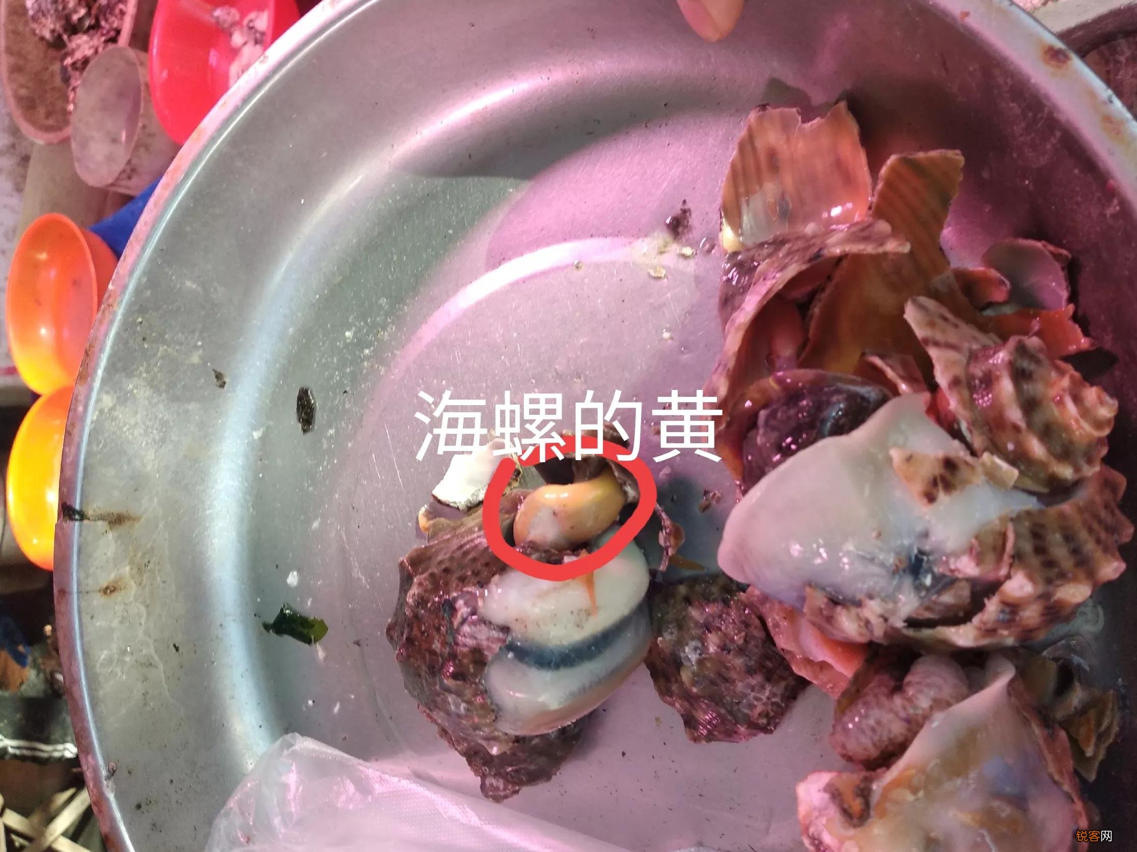 海螺哪些部位不能吃 要注意别吃了不该吃的