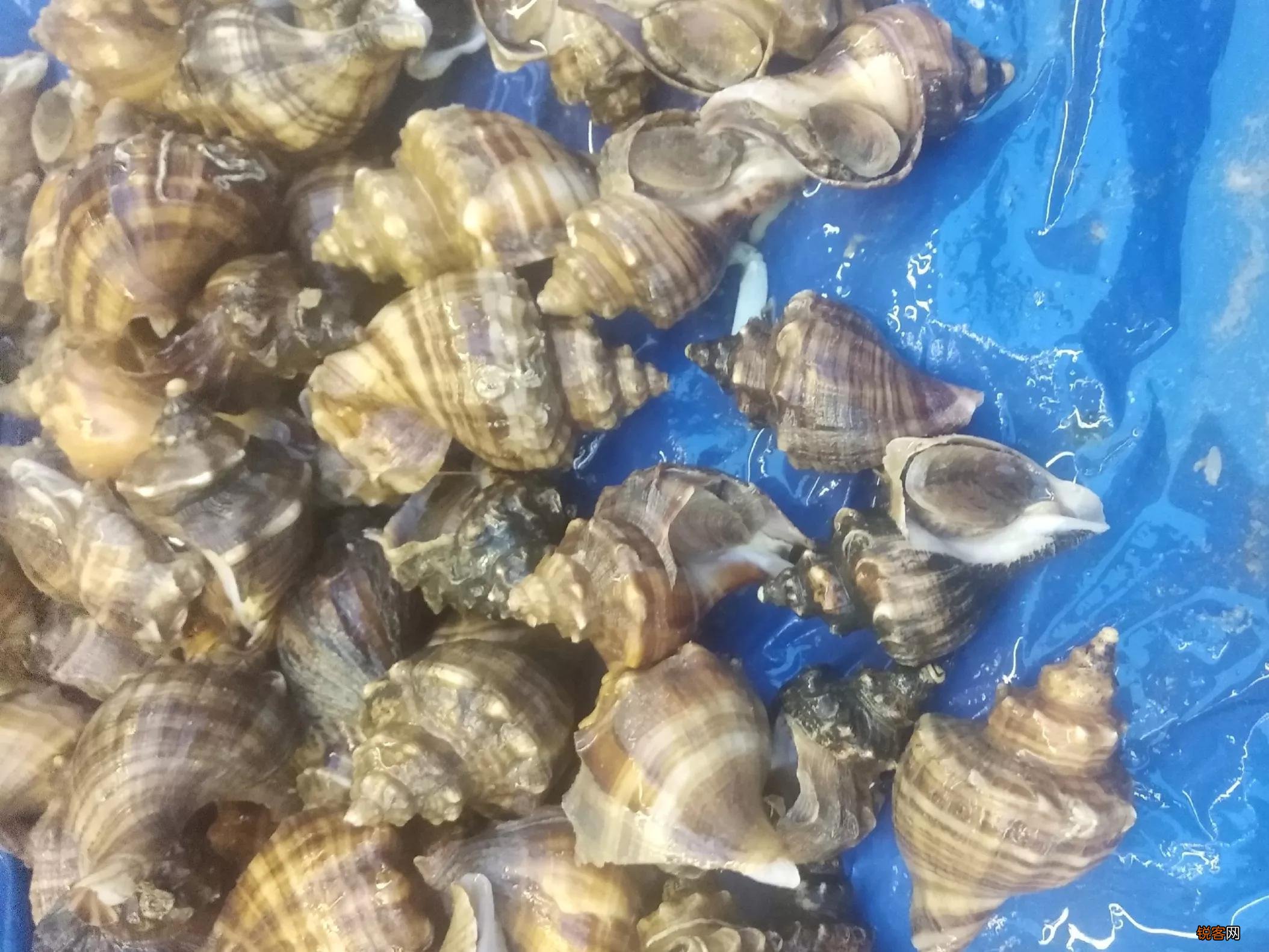 海螺哪些部位不能吃 要注意别吃了不该吃的
