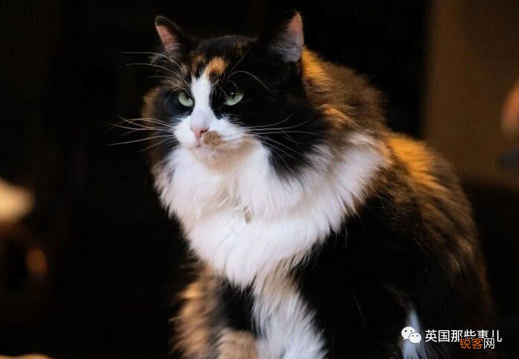 人真的有“转世”吗？ 你的娃有没有说过古怪的前世记忆