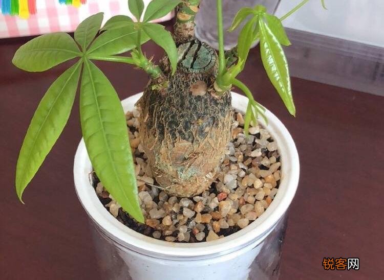 发财树怎么养才能更旺盛 天天翠绿茂盛、芽点多长势好