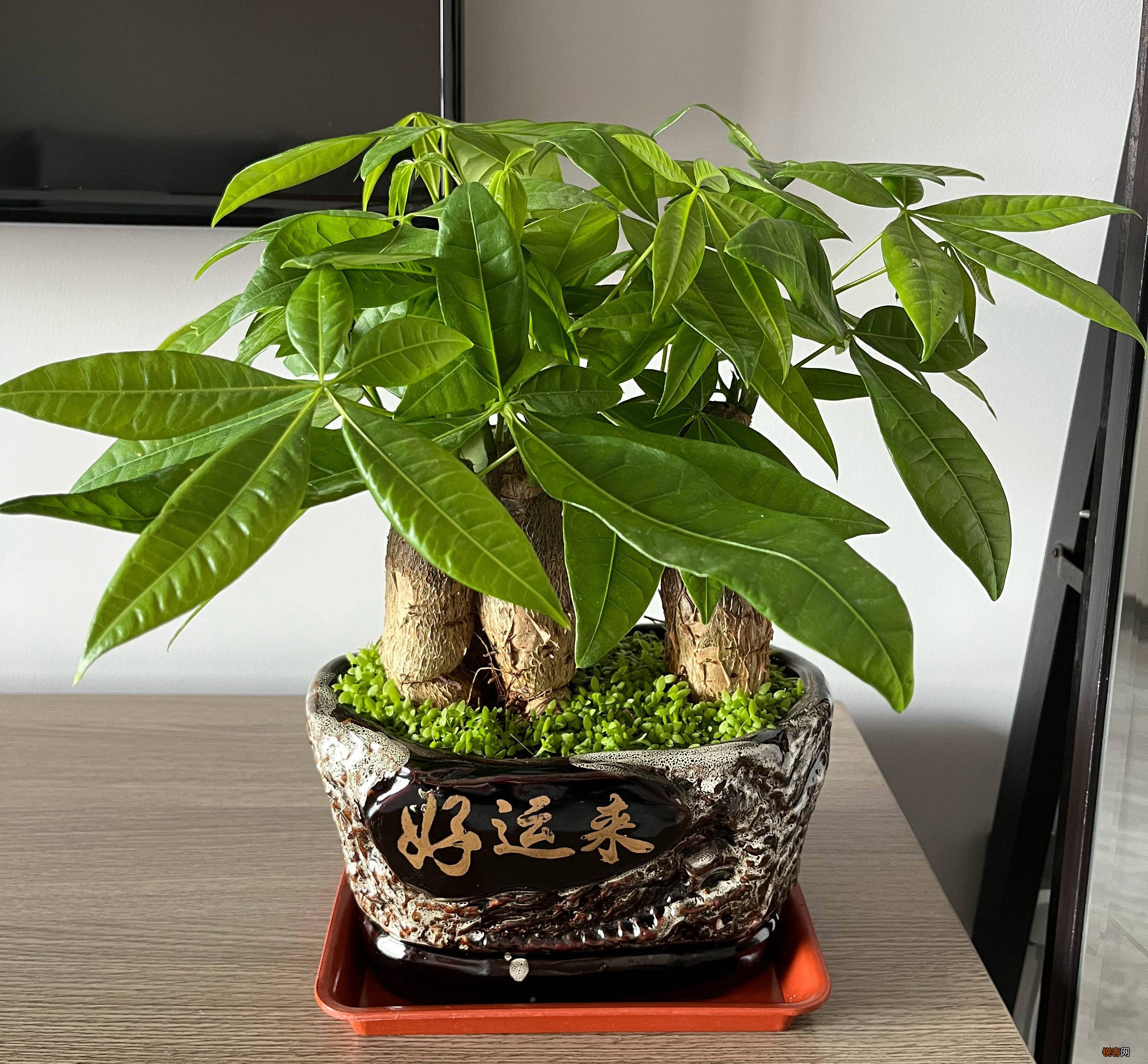 发财树怎么养才能更旺盛 天天翠绿茂盛、芽点多长势好