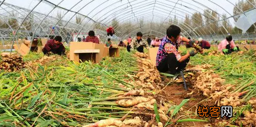 姜的种植技术方法 以下几点要注意