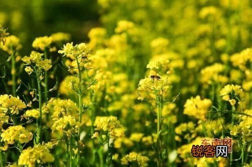 清明节缅怀先烈寄语10字 清明节缅怀先烈寄语简短