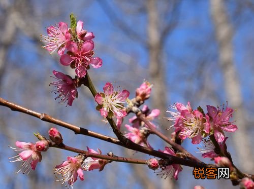 春天桃花开了,夏天怎么写？春天桃花开了夏天什么花开了