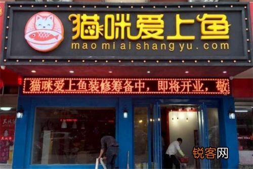 猫咪爱上鱼