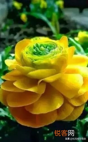 多彩多姿的鲜花 花多彩鲜花速递