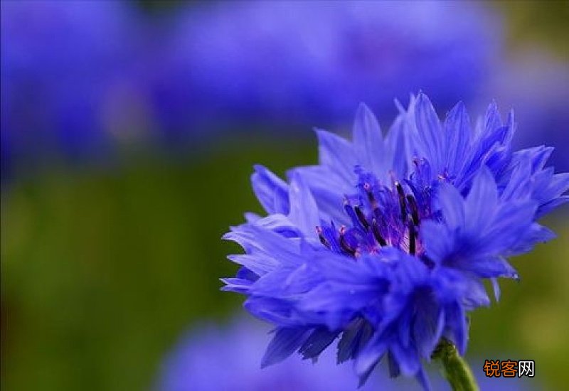 什么花是蓝色的 蓝色的花的花语是什么