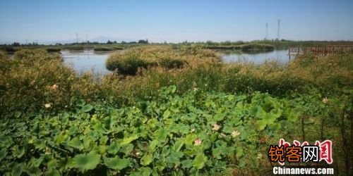 因地制宜打一生肖2022年 因地制宜打一生肖以前开过什么号码