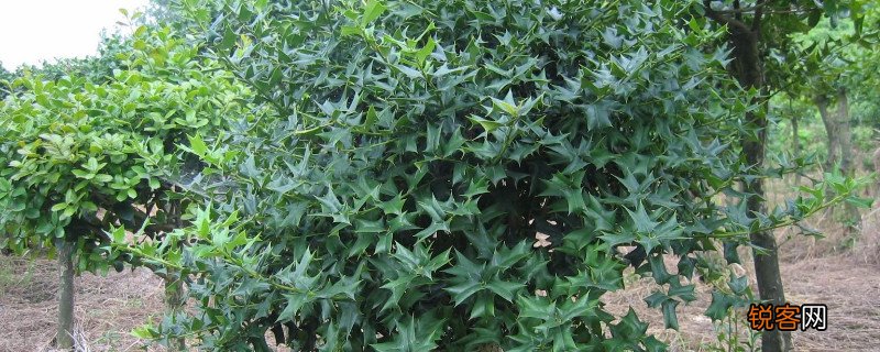 八角刺叶的功效及用法