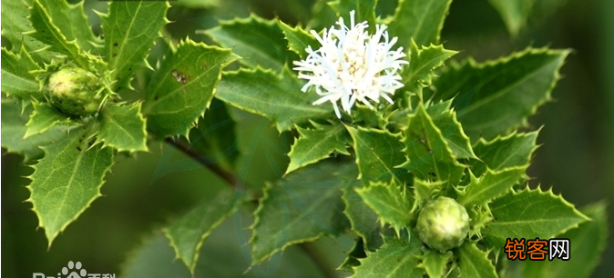 苍术种植技术与栽培管理