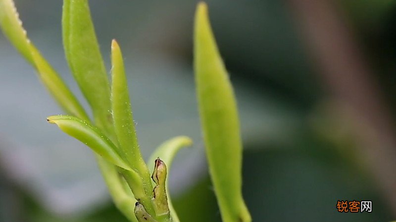 兰妃茶属于什么茶