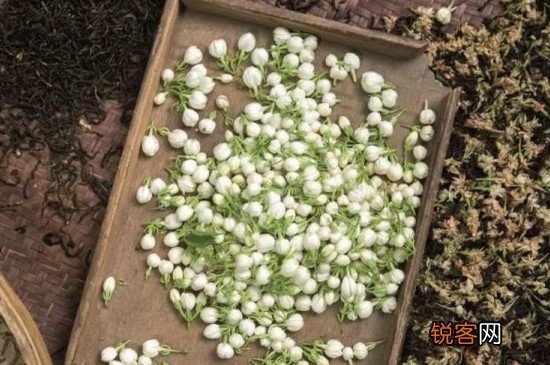 茉莉花茶是热性还是凉性