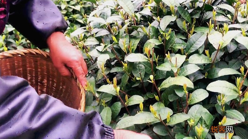 东方美人茶制作工艺流程