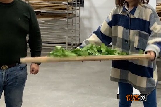 乌龙茶的制作工艺