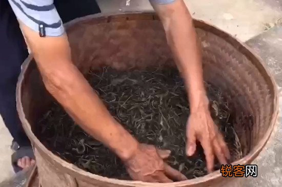 乌龙茶的制作工艺