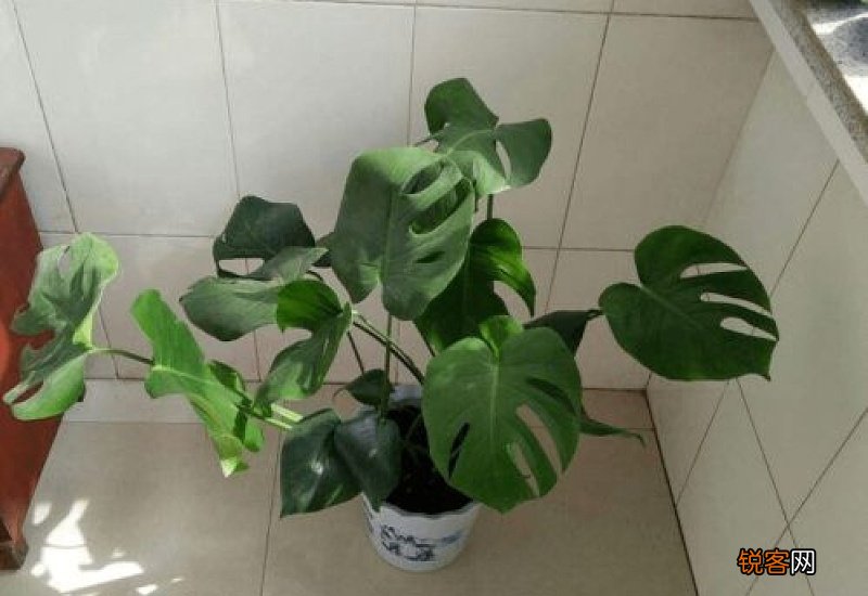 家里养绿萝到底好不好 家里养绿萝好