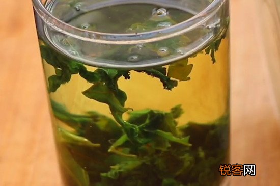 桑叶泡水喝的禁忌