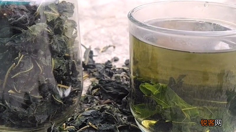 桑叶泡水喝的禁忌