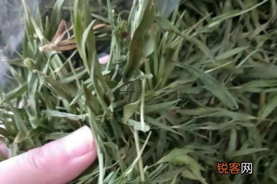 竹叶茶属于什么茶
