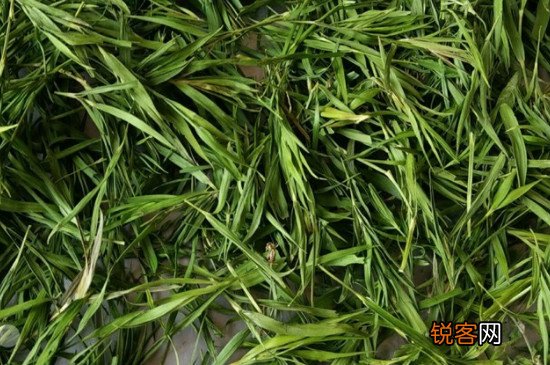 竹叶茶属于什么茶