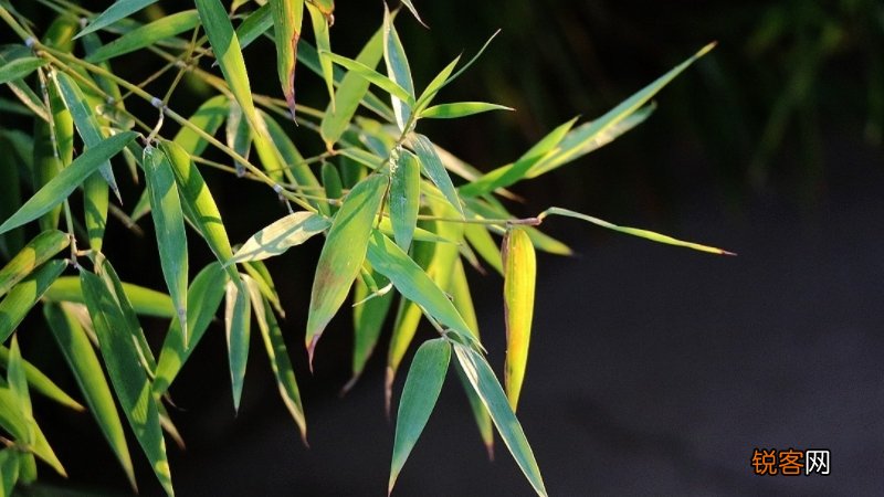 竹叶茶属于什么茶