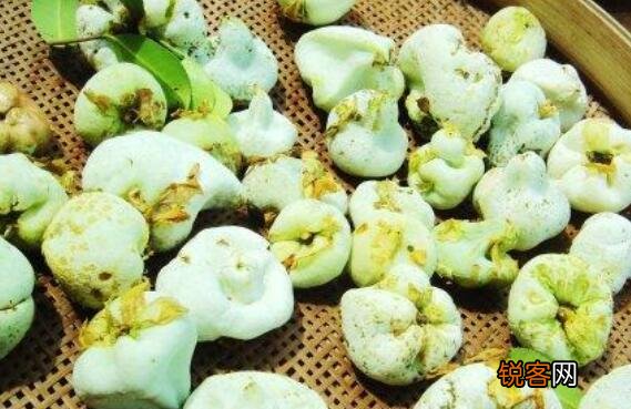 茶泡果的作用与功效 茶泡果是怎么产生的