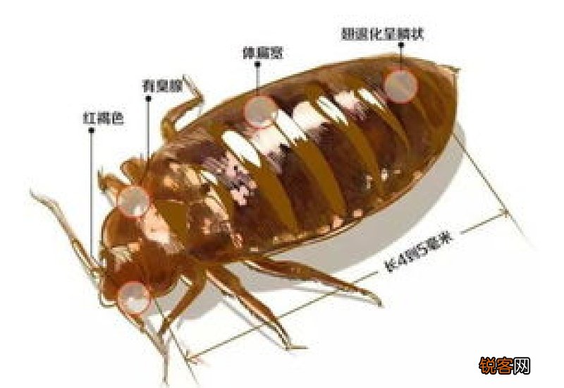 发现一只臭虫意味着什么 发现一只臭虫意味着环境潮湿