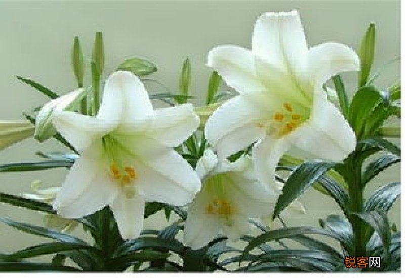 百合花语代表什么