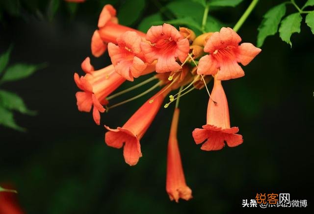 白居易《有木名凌霄》诗的现实意义是什么？