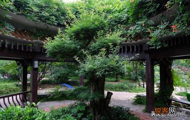 白居易《有木名凌霄》诗的现实意义是什么？