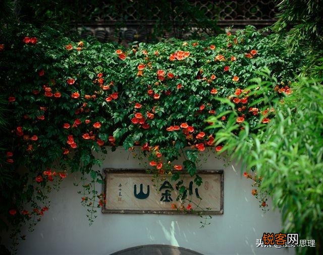 白居易《有木名凌霄》诗的现实意义是什么？