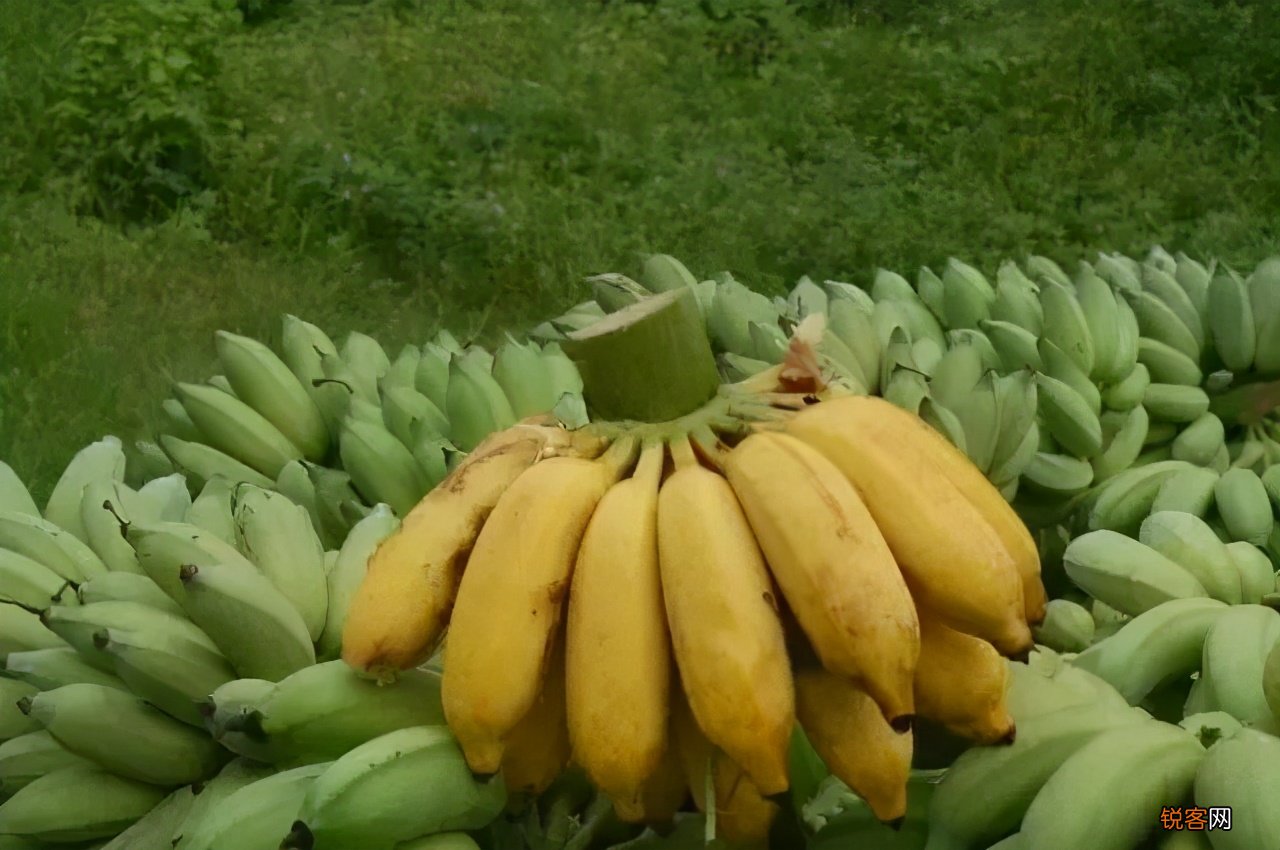 苹果香蕉是什么香蕉 “苹果蕉”真的是香蕉吗