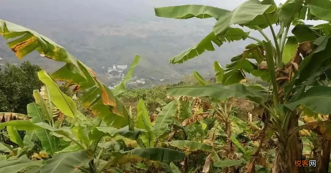 苹果香蕉是什么香蕉 “苹果蕉”真的是香蕉吗