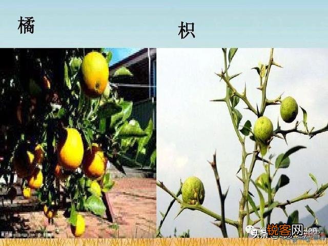 特郎普总统,若是韩国,估计他会有什么结果？