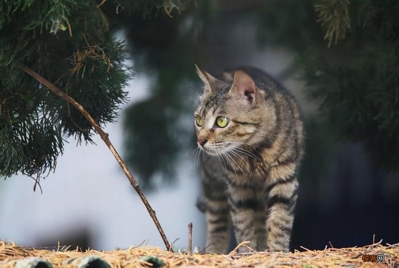 猫的品种大全排行 2022最热门的10种猫，你养了哪一只