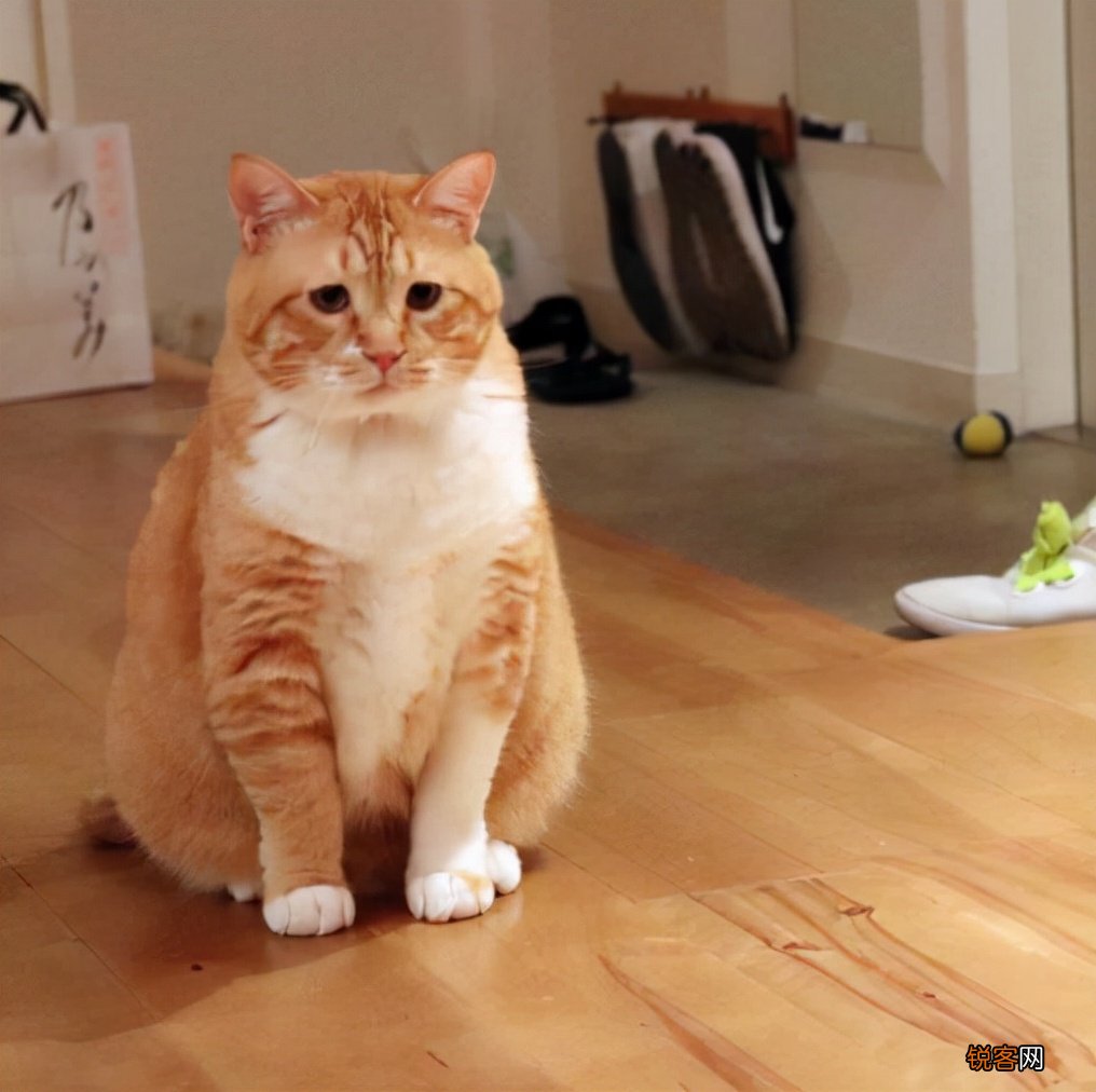 猫的品种大全排行 2022最热门的10种猫，你养了哪一只
