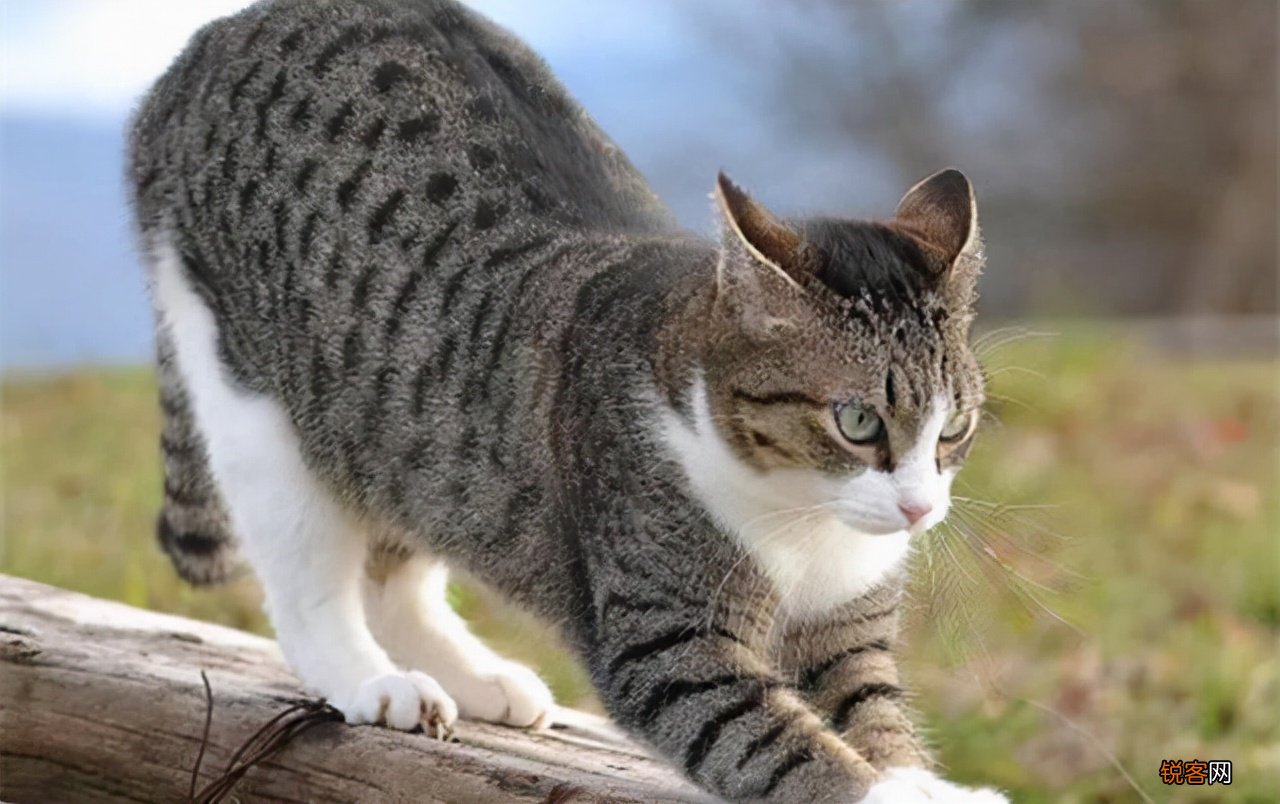 猫的品种大全排行 2022最热门的10种猫，你养了哪一只