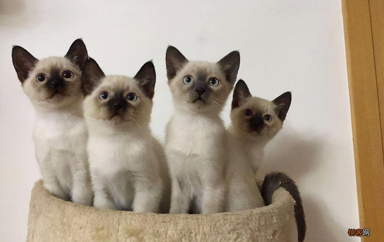 猫的品种大全排行 2022最热门的10种猫，你养了哪一只